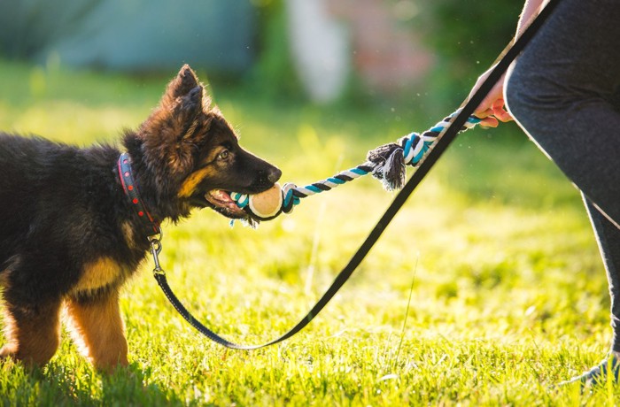 犬のトレーニング