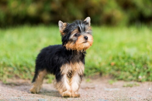 ヨークシャーテリアの子犬