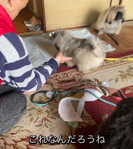 「これ、なんだろうね?」