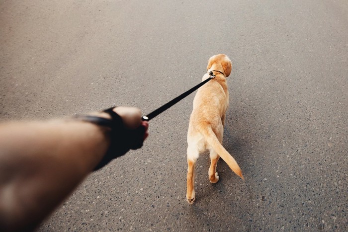 引っ張って歩く犬の後ろ姿