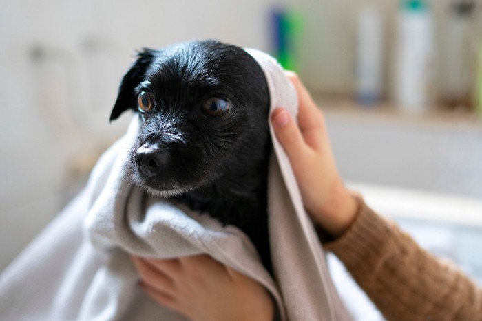 タオルで体を拭いてもらう犬