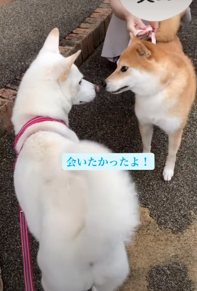 顔を近づけて触れ合う犬