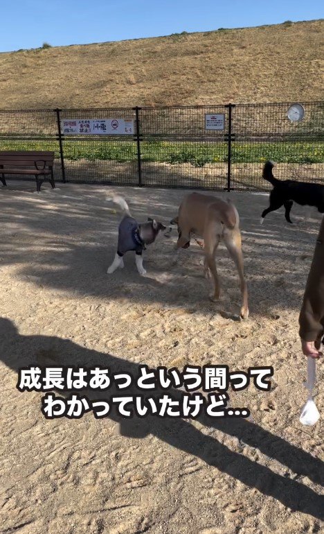 子犬時代はあっという間…