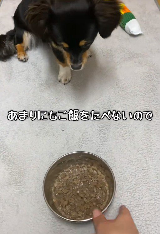 ご飯をあげても…