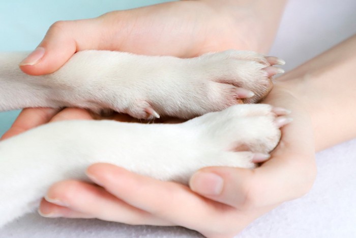 犬の前足を包み込む人の手