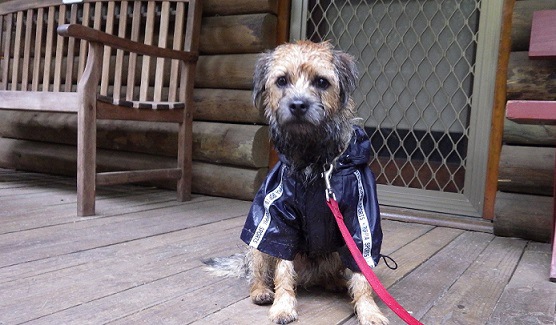 雨で濡れた犬