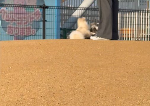 じゃれようとする場面も