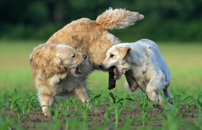 2匹の大型犬のじゃれ合い