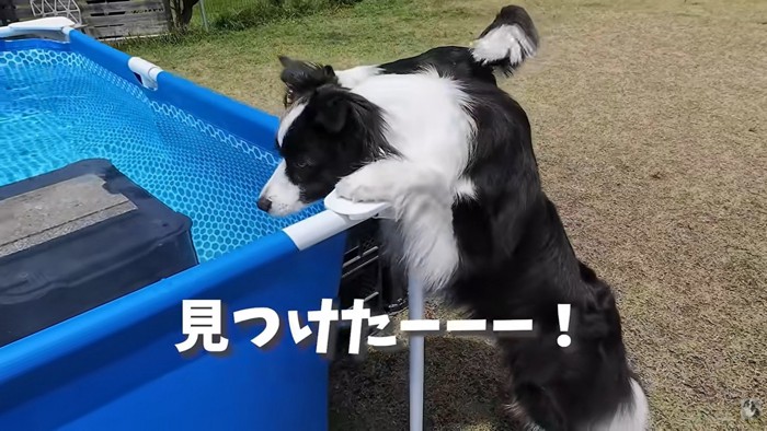 プールを見つけたコナくん