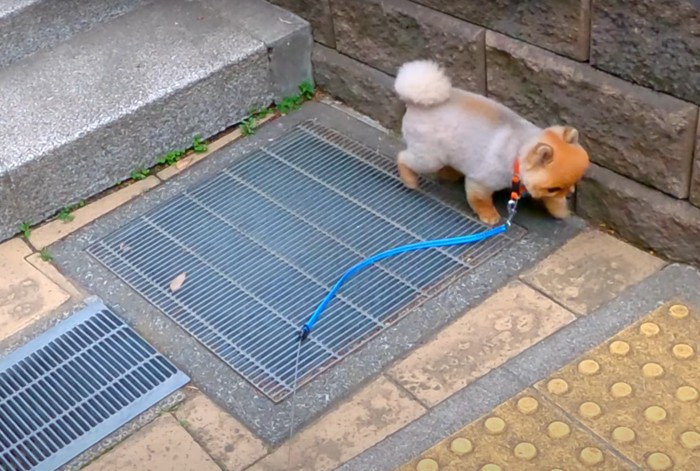 排水溝の端を歩く犬