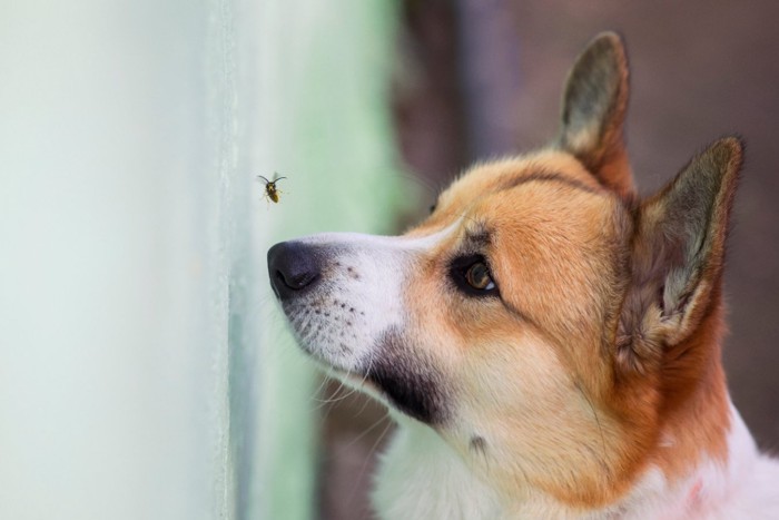 虫を見つめる犬