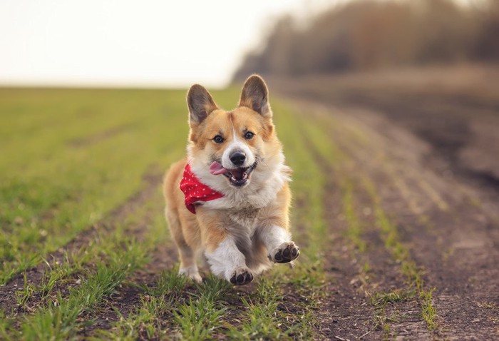 笑顔の犬