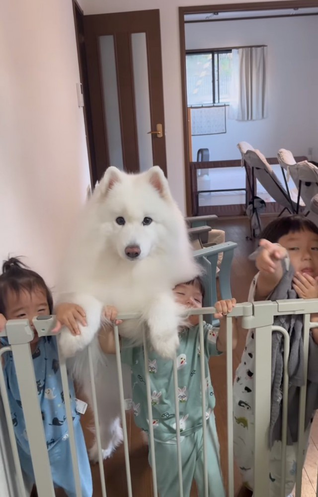 サモエドと3人の子ども