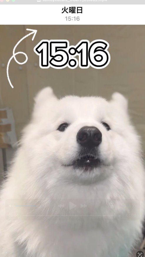 15時16分をさしている時計と、カメラを見つめる犬