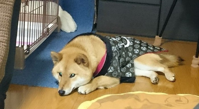 ちゃんちゃんこ柴犬