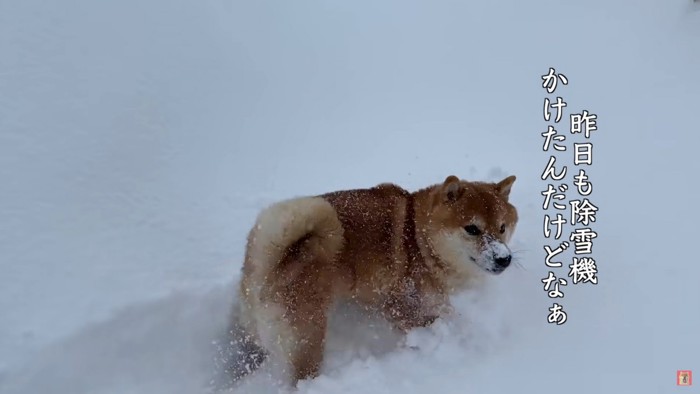 山盛りの雪に大喜び