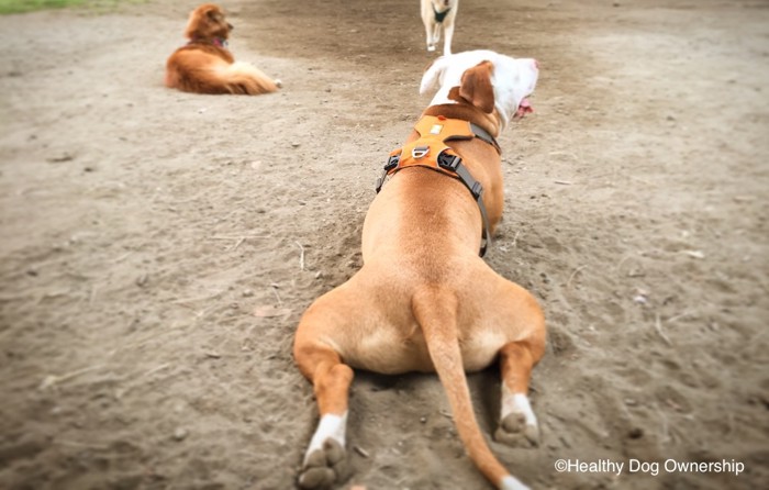 犬のしっぽ