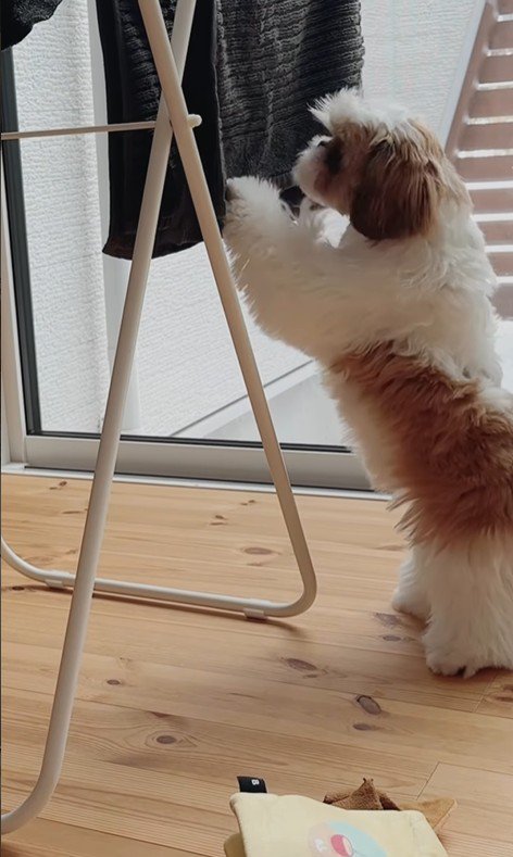 おもちゃを干した時のちゃぽちゃん3