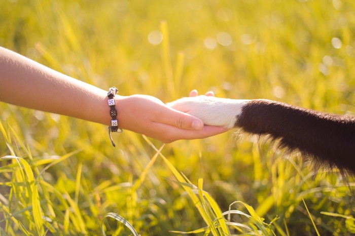 取り合う人と犬の手（白×黒）