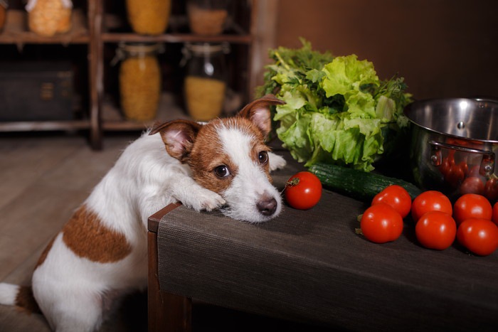 台所にある食べものを見ている犬