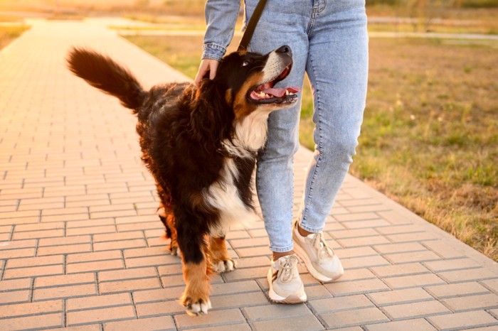 散歩中に飼い主を見上げる犬