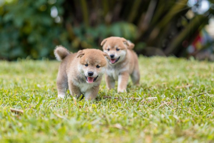 原っぱで遊ぶ2頭の柴犬の子犬