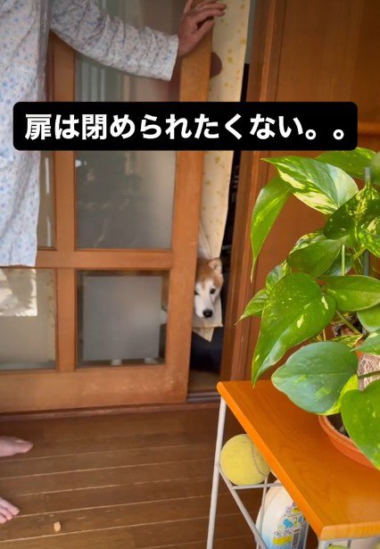 オヤツで釣る作戦だった！！