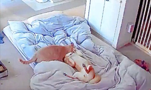 じゃれ合い