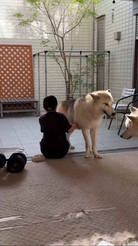 撫でられるウルフドッグと顔を出すウルフドッグ