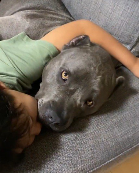 男の子を抱きしめながら視線を飼い主に向ける犬