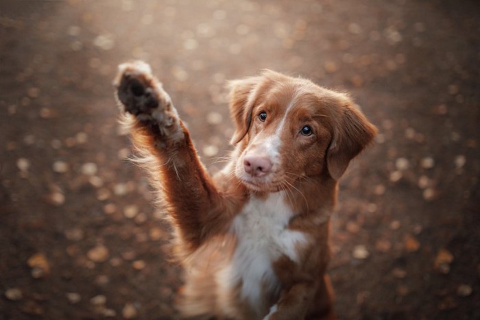 右足を上げた茶色の子犬