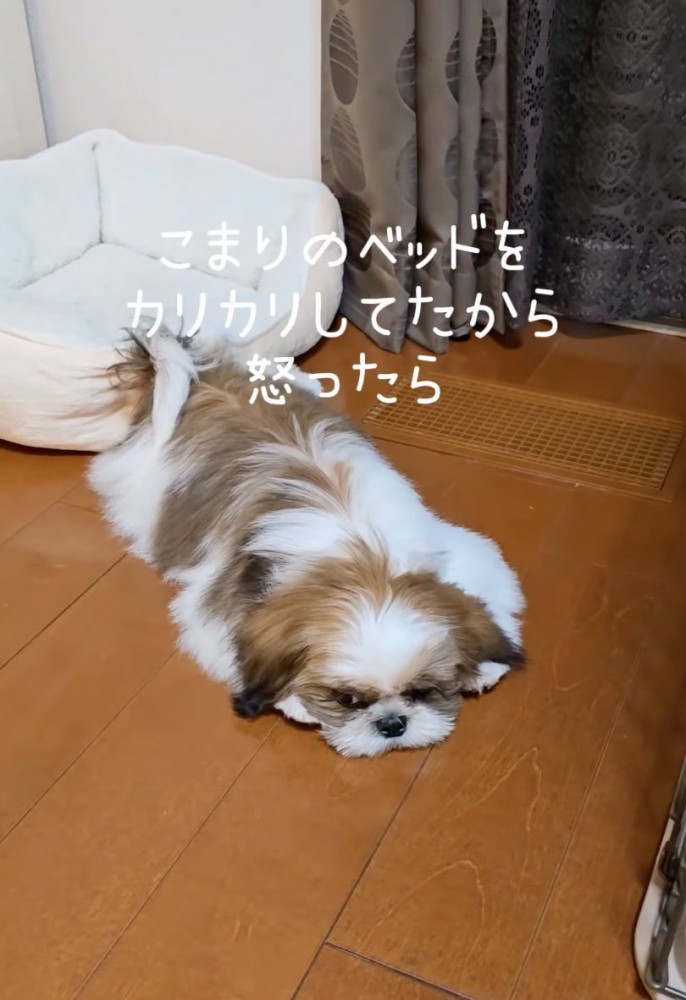 少し拗ねた様子の犬