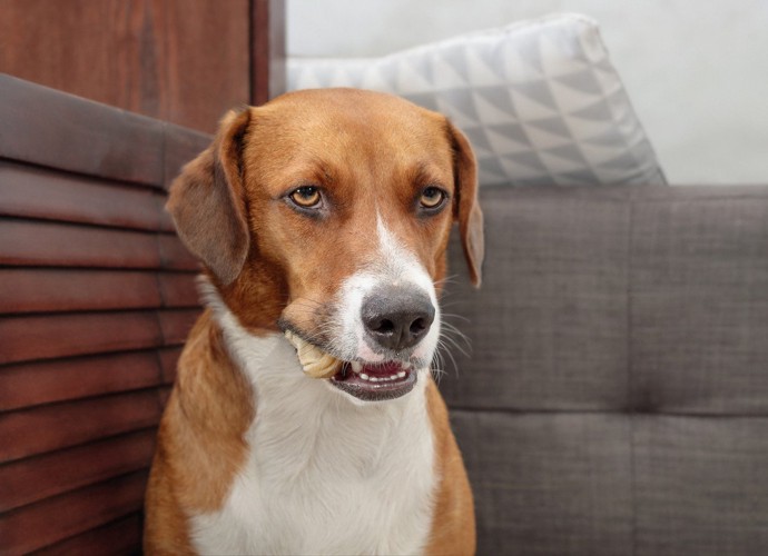 ガムらしきものを咥える犬