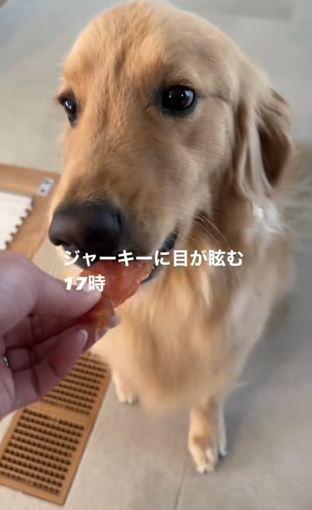 ジャーキーを食べる犬