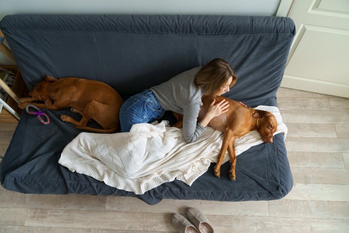 寝ている犬と女性