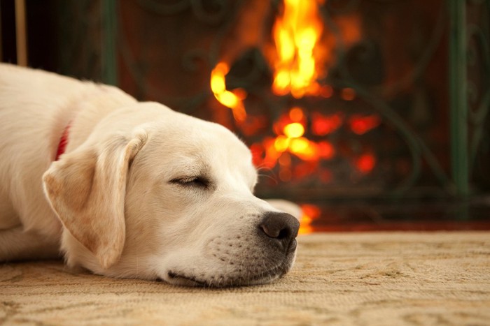 暖炉の前で眠る大型犬