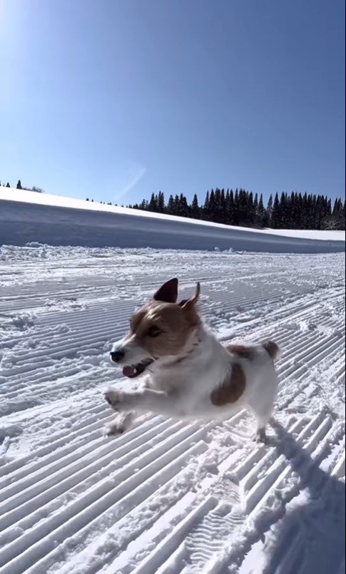 雪山を爆走するモカちゃん9