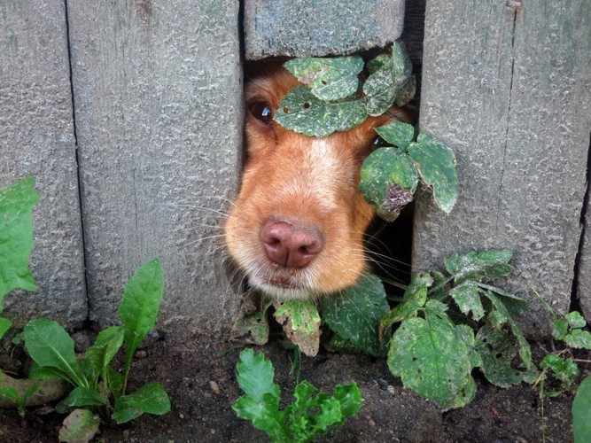 隙間から顔を出す犬