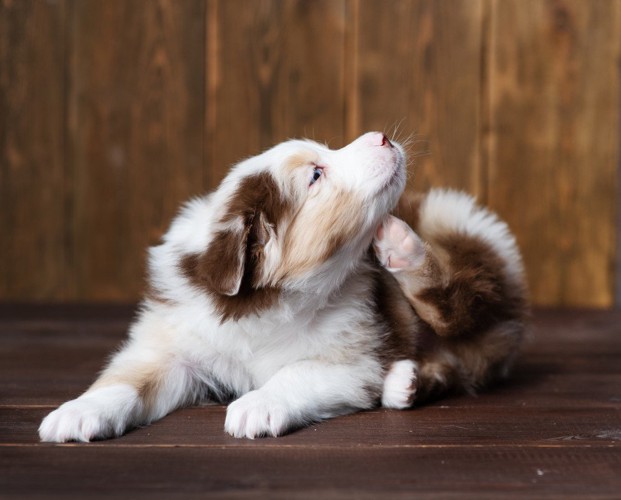 痒がる子犬