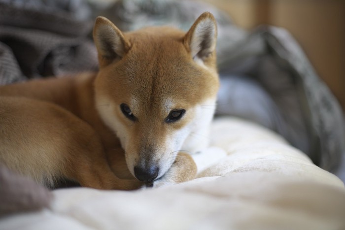 警戒した上目遣いの柴犬