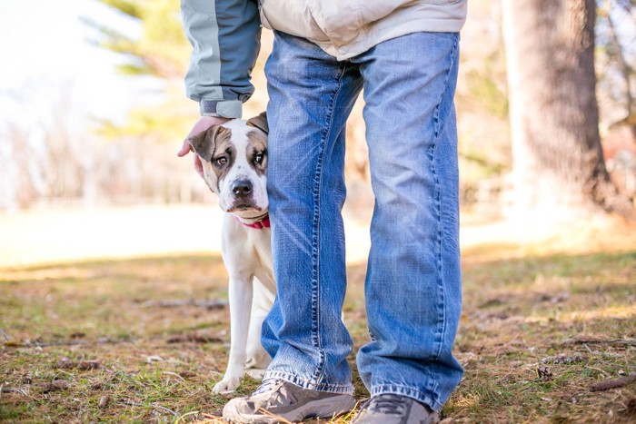 足元に隠れるようにして見ている犬