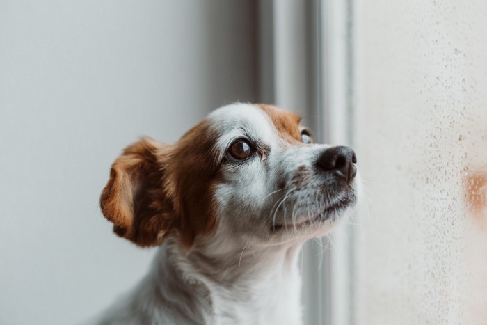 窓の外を見る犬