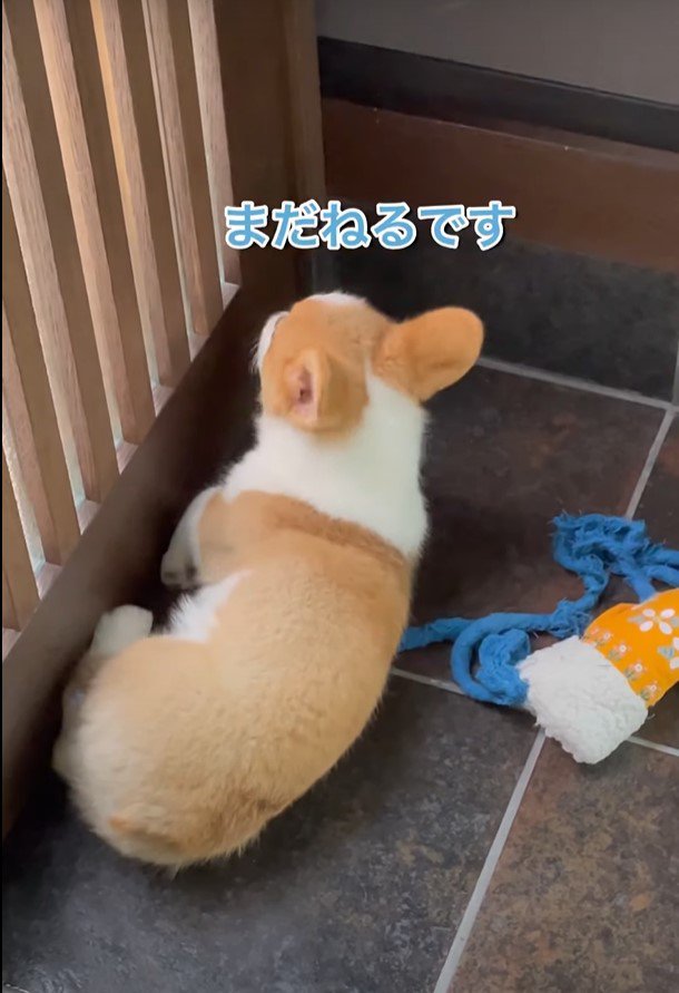 寝る子犬