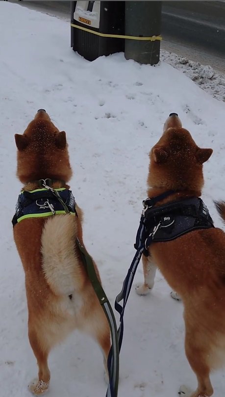 またもや遠吠えする2匹