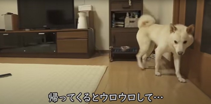 リビングをウロウロする柴犬