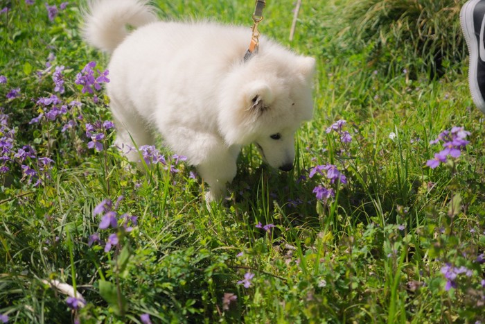 草むらの犬