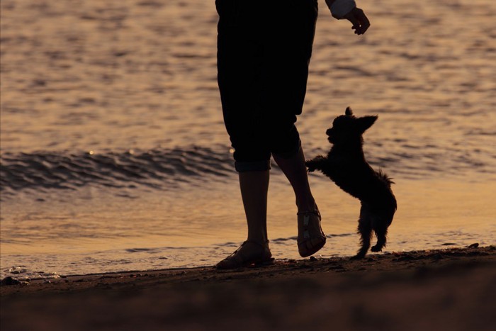 海辺で遊ぶ飼い主と犬