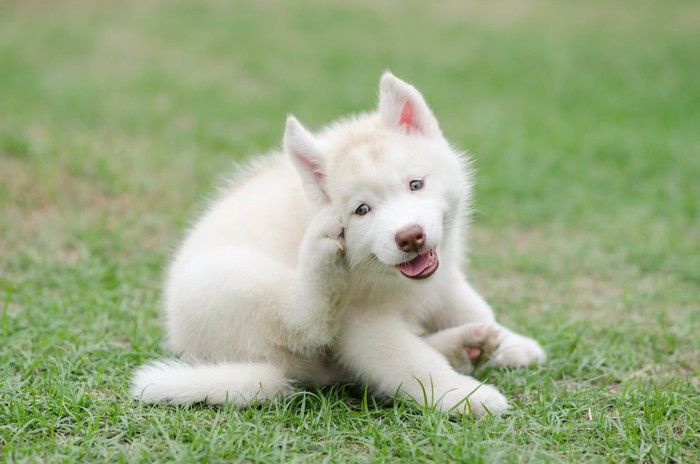 後あしで顔を掻いているハスキー犬のパピー