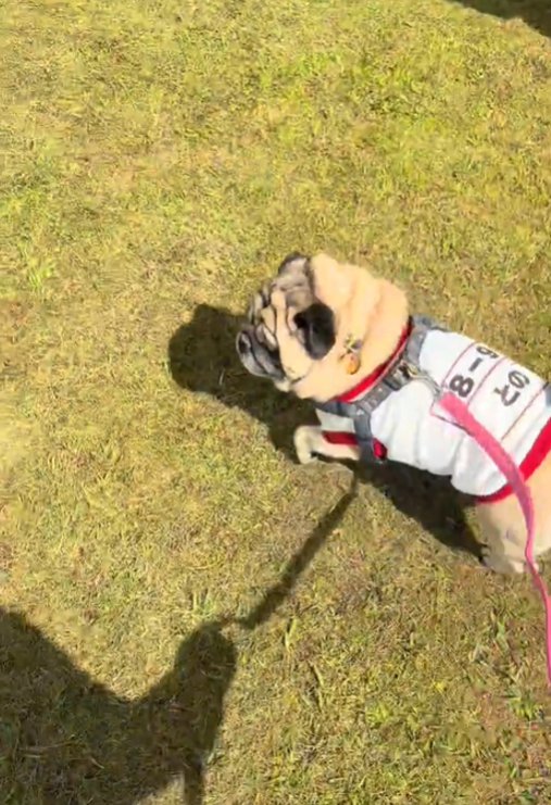 歩く犬2