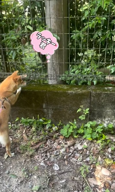 庭を覗く犬_横顔